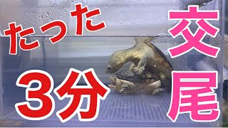 ハラガケガメが交尾するまでたった3分#ハラガケガメ #claudiusangustatus #かめ #turtle ＃交尾#mating