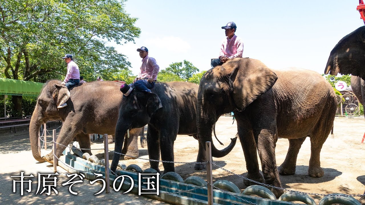 市原ぞうの国 ぞうさんショー 千葉県市原市 2018年5月22日撮影 ...