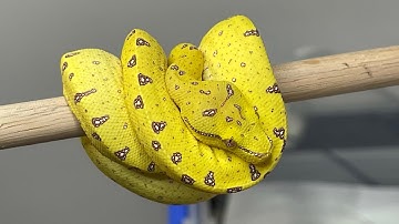 Green Tree Python feeding tips and tricks/ general update