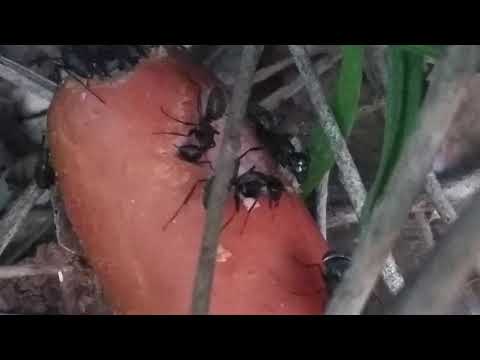 Video: Šta mravi jedu u prirodi?