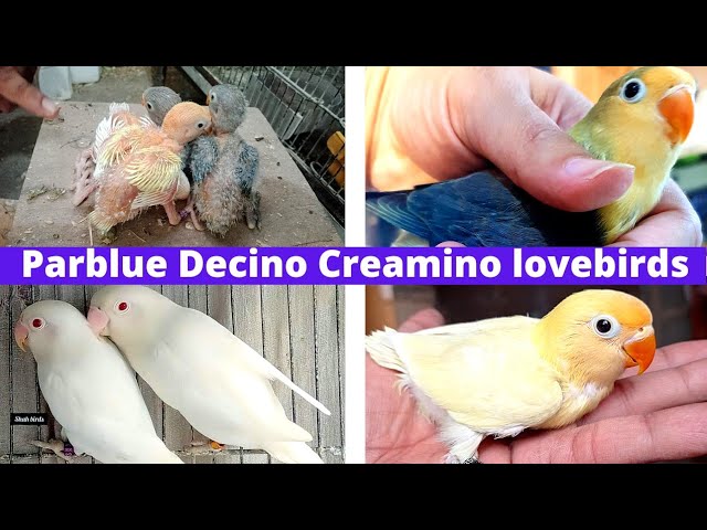 Feasiblitiy plan of lovebird pairing albino x parblue best commercial