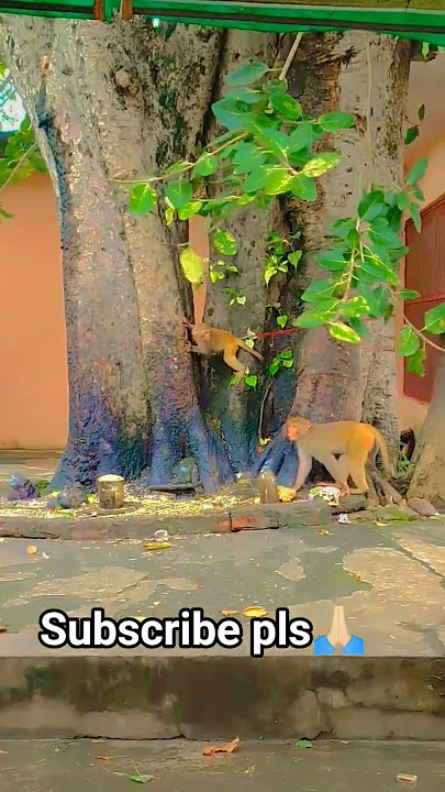 🙏🏻Jai Shree Ram🕉️#djremix🔱 #avee_player #music #remix #dj