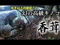 松茸以上⁉幻の高級キノコ「香茸（コウタケ）」【THE狩】