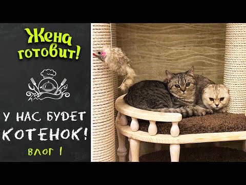 У нас будет.......КОТЁНОК! Влог №1.