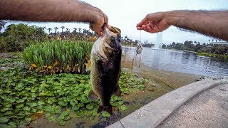 Summer Frog Fishing Echo Park Lake - HUGE BASS !!