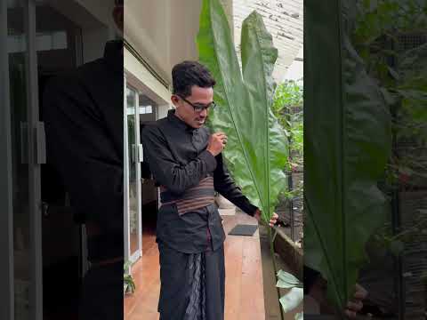 Βίντεο: Τι είναι τα φυτά Asplundia: Ένας οδηγός για τις ποικιλίες Asplundia