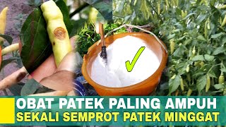 CARA MENGATASI PATEK PADA TANAMAN CABAI || CARA AMPUH NGATASI ANTRAKNOSA