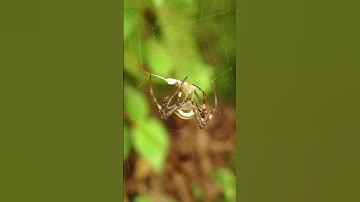 "How Spiders Build Their Webs is Mind-Blowing! 🕸 #wildlife #spider #nature #heartlander