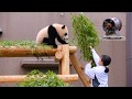 【ぱんだ】遊んで欲しいパンダの赤ちゃん VS 掃除をしたい飼育員さん【cute animal】Battle of Panda baby VS Zoo keepers【赤ちゃん彩浜】