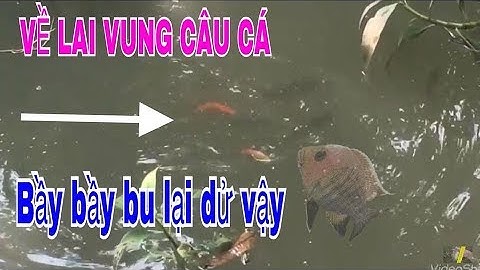 DU CÂU "LAI VUNG", MỚI RẢI CÁM NHỬ CÁ LẠI BẦY BẦY LUÔN// Go to fishing "Lai Vung" .