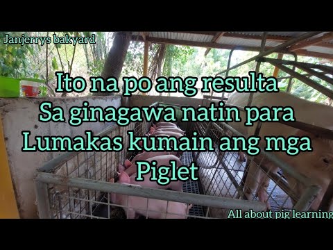 ito na ang resulta sa paraan ko Para lumakas kumain ang piglet pag winalay ko... @baboy