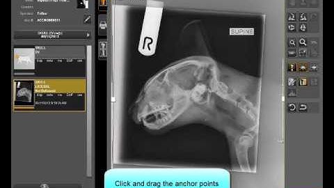 Image Suite V4 Veterinary simple tools vet