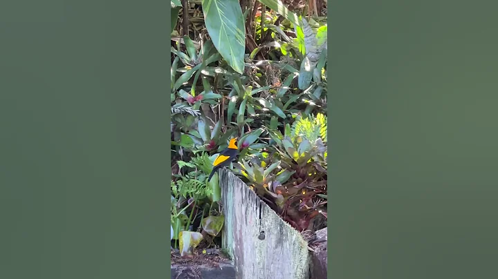 美艳的摄政园丁鸟 (regent bower bird) - 天天要闻