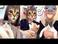 Pets Hilarious Reaction On TikTok Filter Funny Cat Videos 2020 