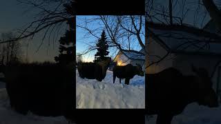 Momma And Baby Moose In Anchorage, Alaska