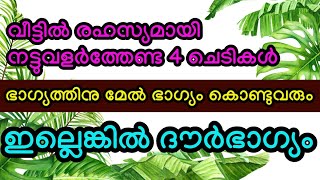 ഈ 4 ചെടികൾ വീട്ടിലുണ്ടെങ്കിൽ, അവയെ പറ്റി, മറ്റുള്ളവരോട് ഒന്നും പറയരുത്, ഭാഗ്യം ദൗർഭാഗ്യമാകും #viral