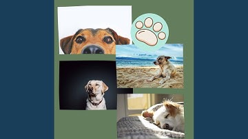 Pulsating Moods for Best Behaved Dogs