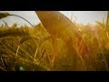 My Wheat Field Scene GLADIATOR 