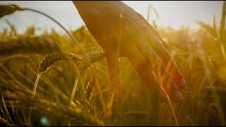 My Wheat Field scene | GLADIATOR