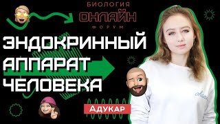 Эндокринный аппарат человека | Биология