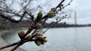 Bloom Watch: DC cherry blossoms reach stage 2 with florets visible