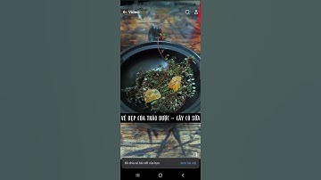 Vị thuốc thiên nhiên: Tác dụng của Cây Cỏ sữa.