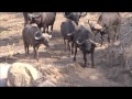 Paul Krugerpark. Een groep Leeuwen contra een groep buffels. Lions against buffalo's.