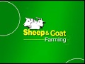 Dorper sheep keeping: a profitable venture - Part 1