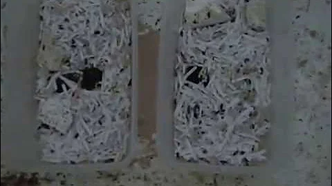 How to Raise Dermestid Beetles (Growing a Colony)