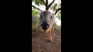 Happy HoofstOcktober 🦌