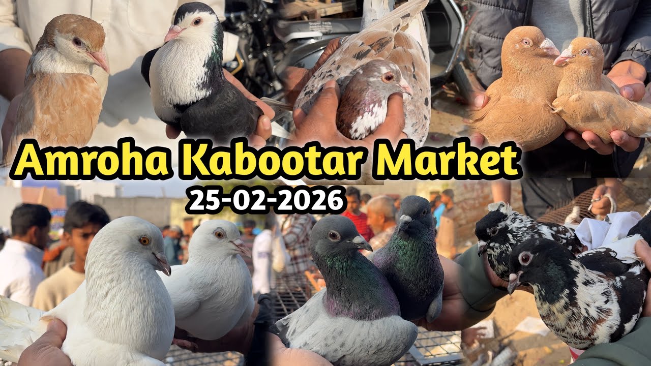 Amroha Kabootar Markit 🕊️ 25-02-2026 अमरोहा कबूतर बाज़ार fancy,gola,madrasi,panjabi kabootar markit 
