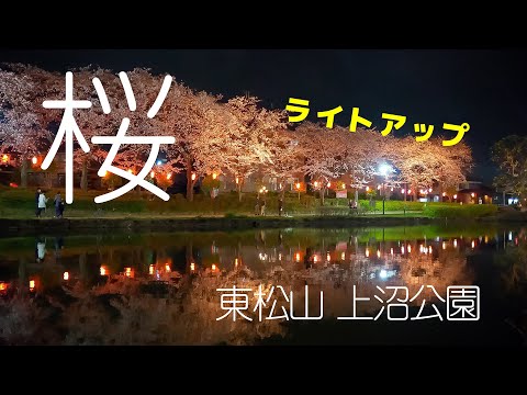 【桜】東松山上沼公園：桜のライトアップ（α6600+SIGMA 18-50mm F2.8 DC DN）【夜桜】【4K】