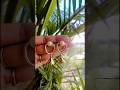 beutiful earrings diy #earring #viralvideo #shortvideo