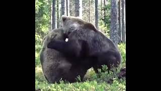 Битва медведей за территорию