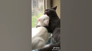 ¿Qué es un beso de gatito?
