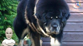 Tibetan Mastif with breeder George Pragmateftakis