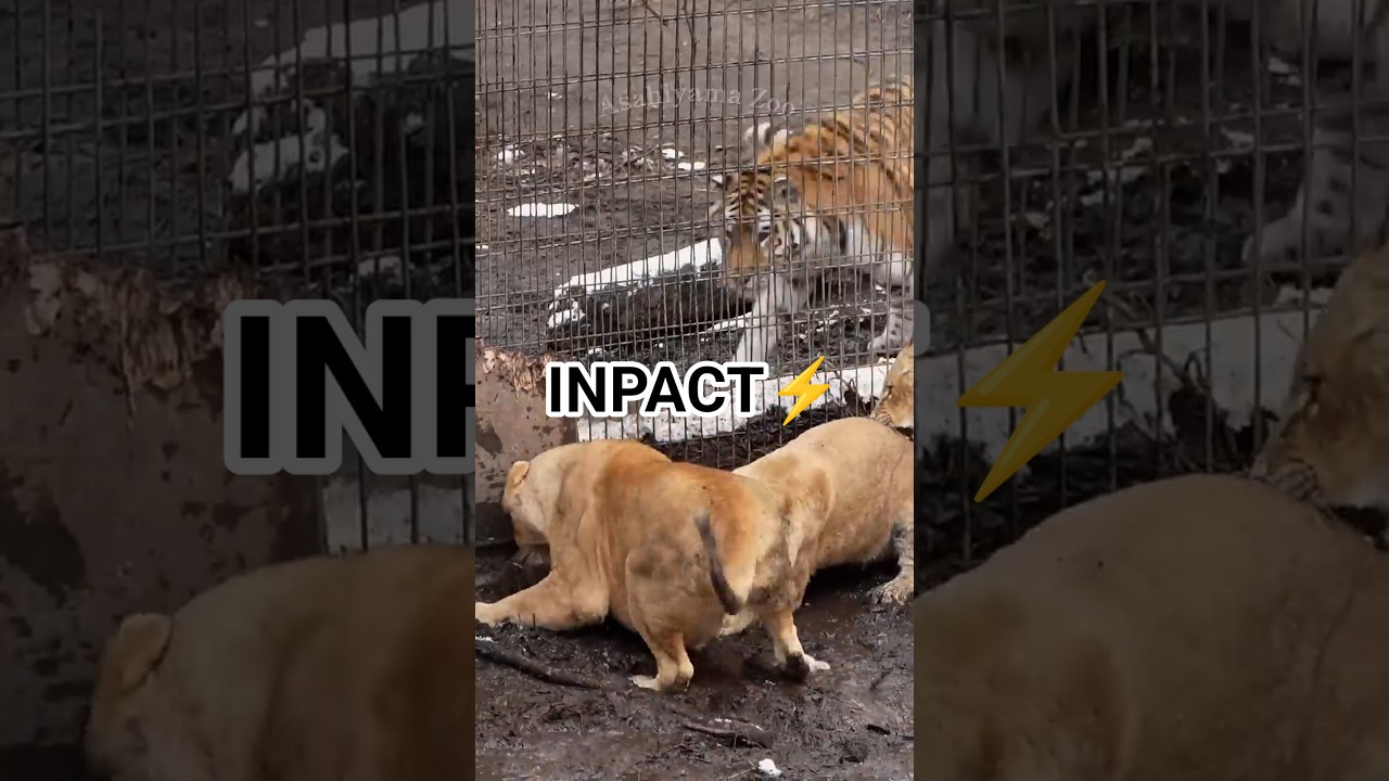 親子でもママの迫力には敵わない🦁旭山動物園#shorts