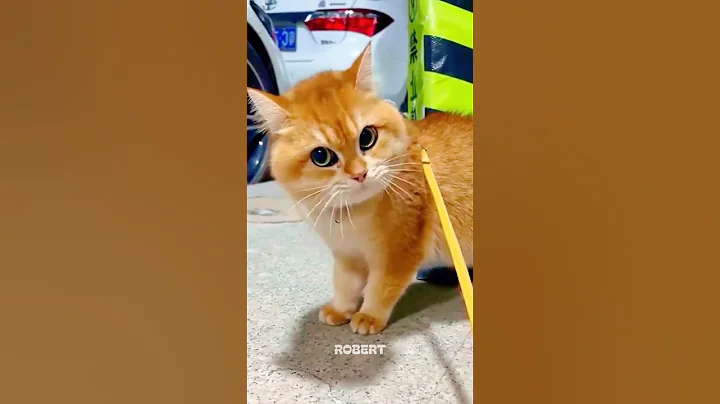 Video 10772371: catlover funnycats funnycatvideos, cats funnycats funnycatvideos, cats funnycats catlover cute, cats catlover cute funny, pets