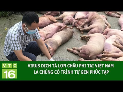 Bệnh Dịch Tả Châu Phi - VIRUS DỊCH TẢ LỢN CHÂU PHI TẠI VIỆT NAM LÀ CHỦNG CÓ TRÌNH TỰ GEN PHỨC TẠP | VTC16