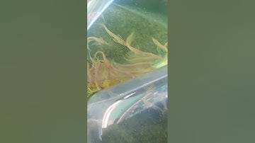 BẮT CÁ NGÂN LONG GIAO CHO KHÁCH VN TẠI TRẠI CÁ RỒNG HHH