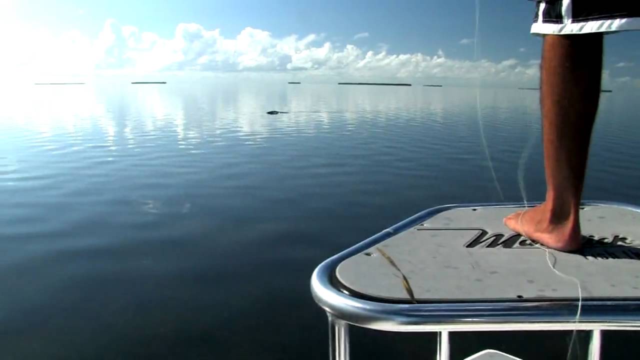 120lb Tarpon on Fly in 2' of water in Flamingo with Benny Blanco Pt1 HD version