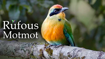 Exotic Rufous Motmot SONGBIRDS That Will Blow Your Mind!