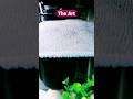 My Betta Fish Bubble nest looks like diamonds #viral #trending #fish #bettafish #viralvideos #shorts