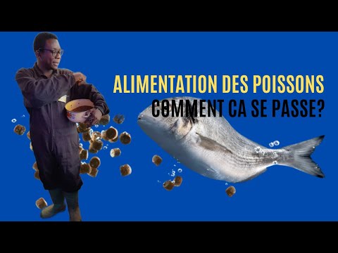 Vidéo: Comment élever des poissons d'argent, proportions. Avantages et inconvénients de la substance