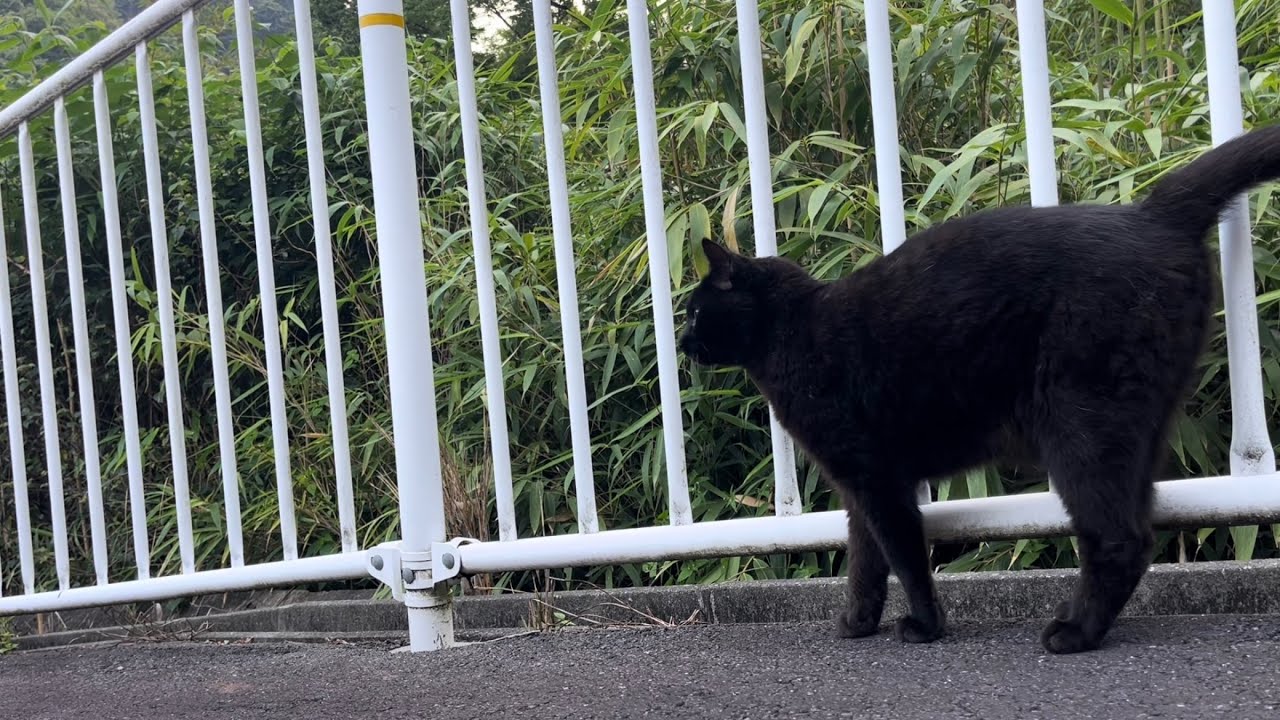 未公開分）くろねこちゃん blackcat 2026年6月下旬 - YouTube
