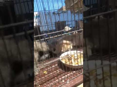 مجموعة قطط شيرازي لومشتركتش معنا فنتا فيتك ياما وعمل ليك حلو زيك