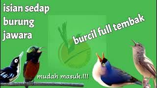 masteran murai batu full tembakan burung kecil..!!!