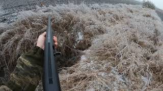 Ягдтерьер Знает Свое Дело Fox In The Pipe