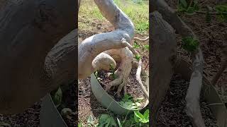Sancang Meliuk Extrim sancang bonsaisancang premnamicrophylla