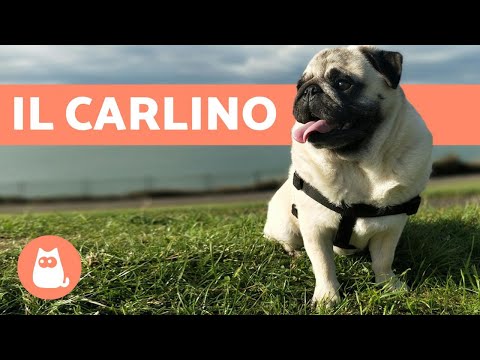 Video: Che Cane Carlino